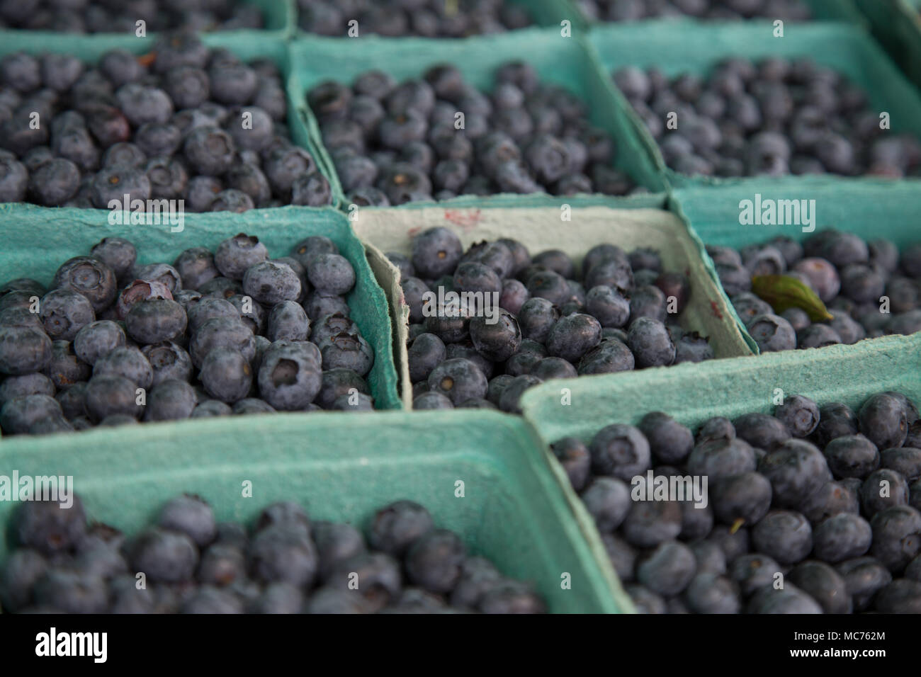 Download Page 2 Blueberry Plant Container High Resolution Stock Photography And Images Alamy Yellowimages Mockups