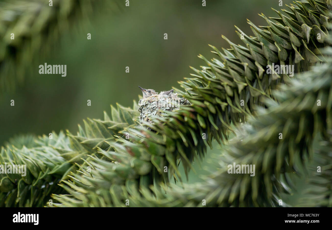 Baby hummingbirds in nest - Stock Image