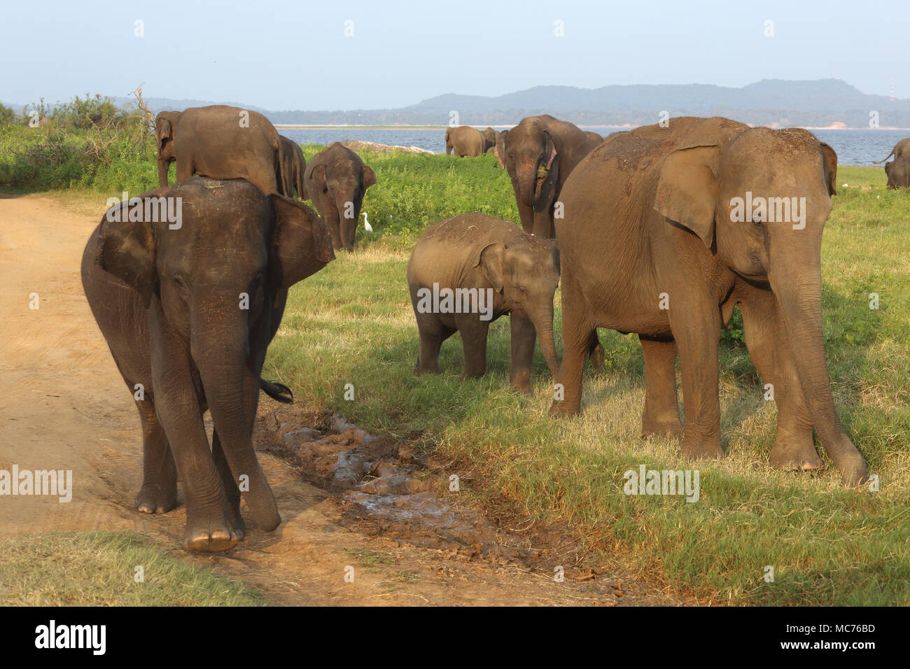 Minneriya National Park North Central Province Sri Lanka Herd of Asian Elephants Stock Photo