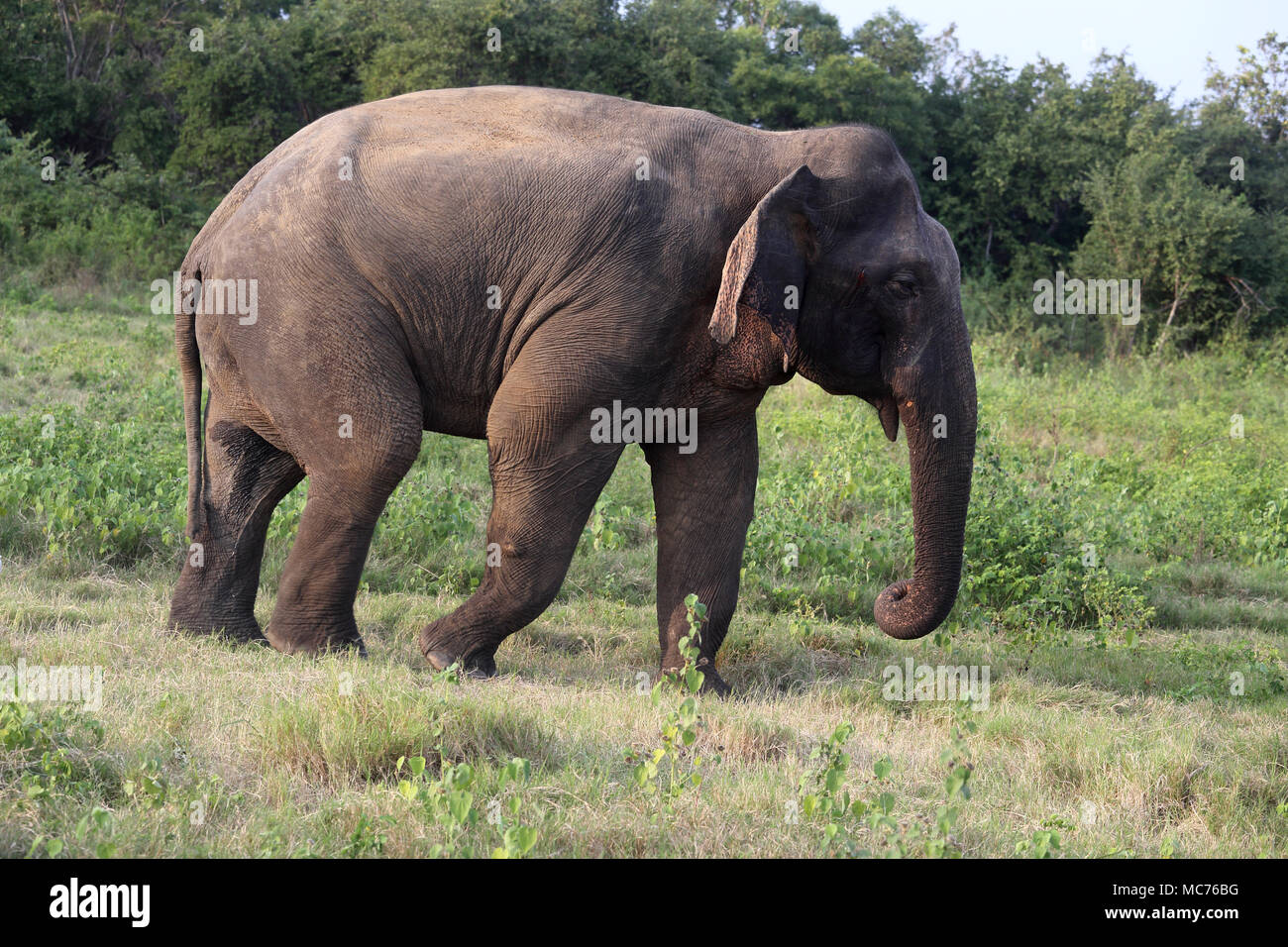 Minneriya National Park North Central Province Sri Lanka asian elephant Stock Photo
