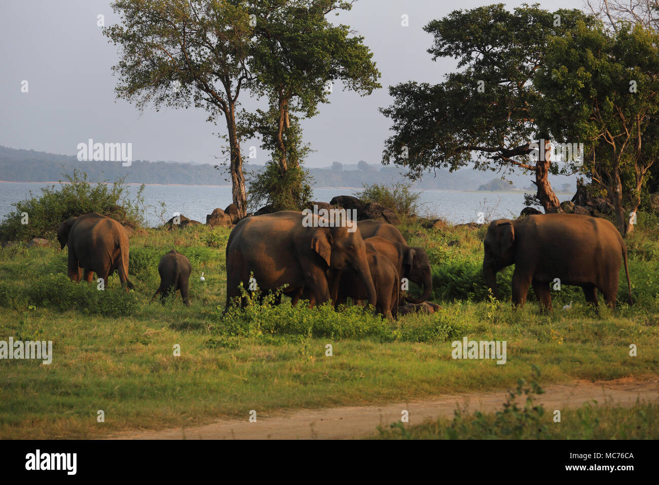 Minneriya National Park North Central Province Sri Lanka Herd of asian elephants Stock Photo