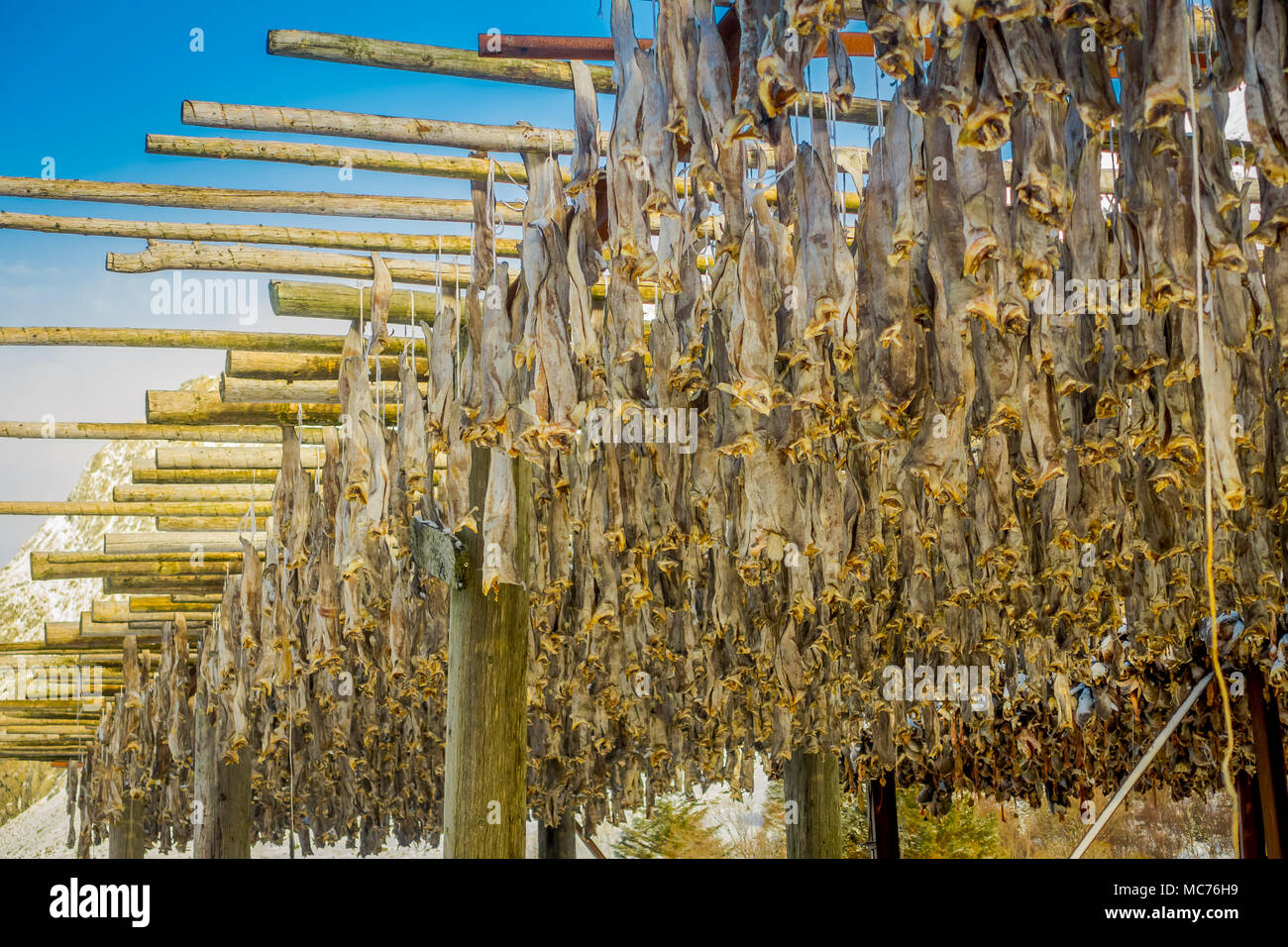 Fish farm in lofoten islands hi-res stock photography and images - Alamy