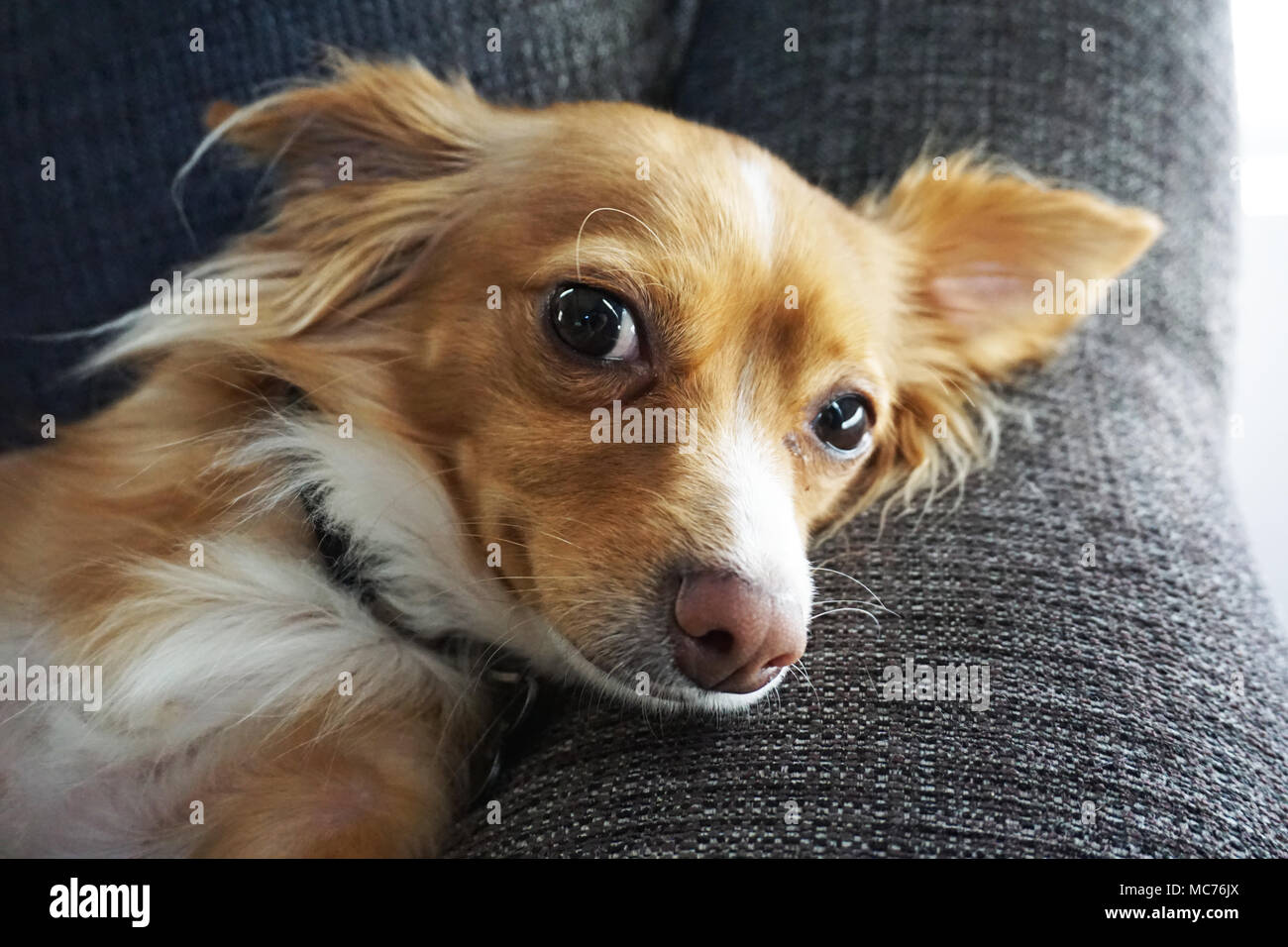 Golden Dog on Couch Stock Photo - Alamy