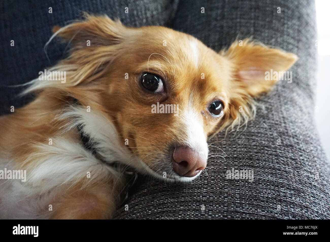 Chihuahua Dachshund Stock Photos Chihuahua Dachshund Stock
