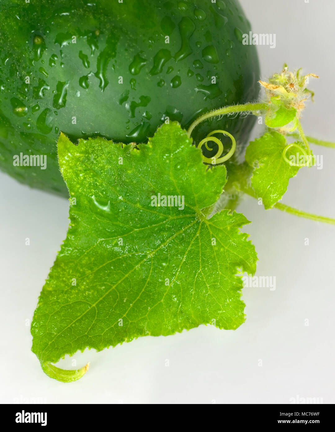 A close up of a cucumber and its leaf and tendrils. Stock Photo