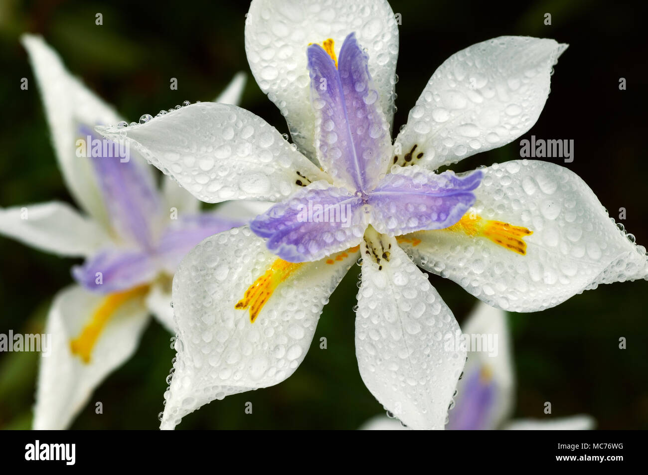Morning dew blankets a white iris. Stock Photo