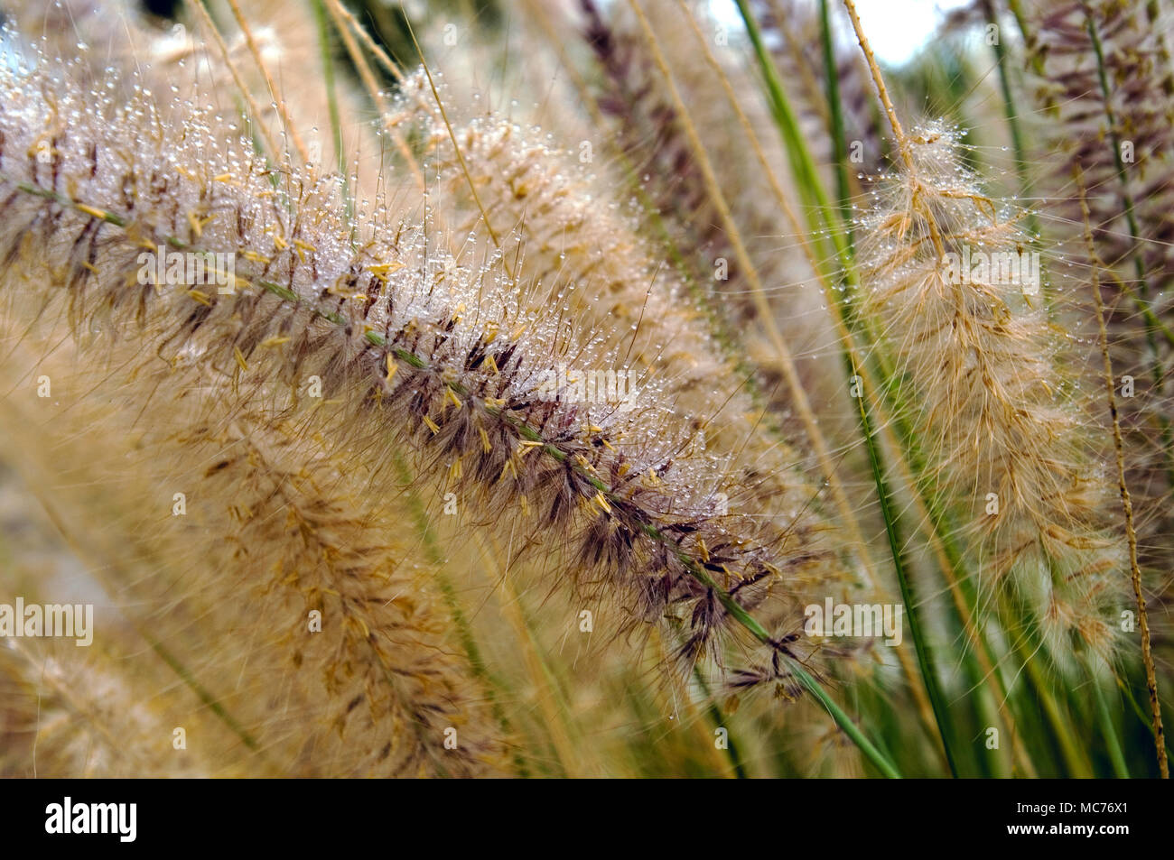 Fountaingrass covered in early morning dew. Stock Photo