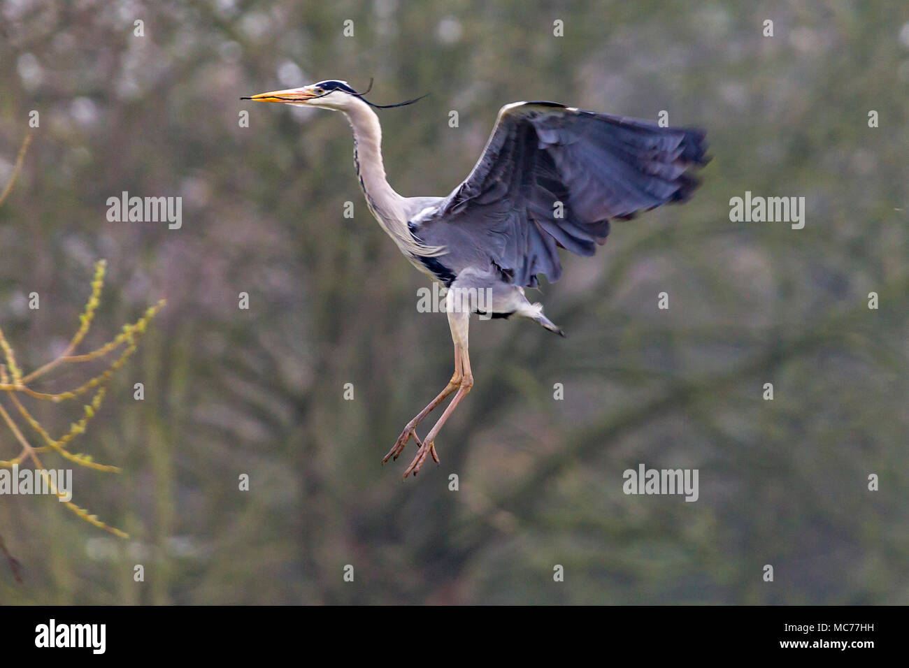 Northampton. UK. 13th Apr 2018. Weather. A pair of Grey Heron. Ardea cinerea (Ardeidae) nesting on Abington Park lake are almost a month late producing chicks this year because of the bad weather. Credit: Keith J Smith./Alamy Live News Stock Photo