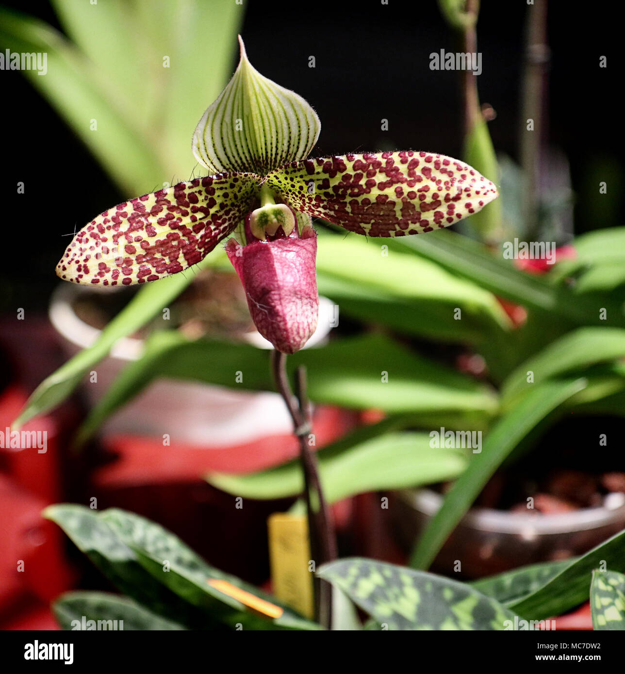 Garching, Germany. 13th Apr, 2018. Garching bei München - Beautiful orchid plant to admire and buy at the  'Orchids fascination' exhibition organized by the Munich group of the German orchids association. Credit: Luisa Fumi/Alamy Live News Stock Photo