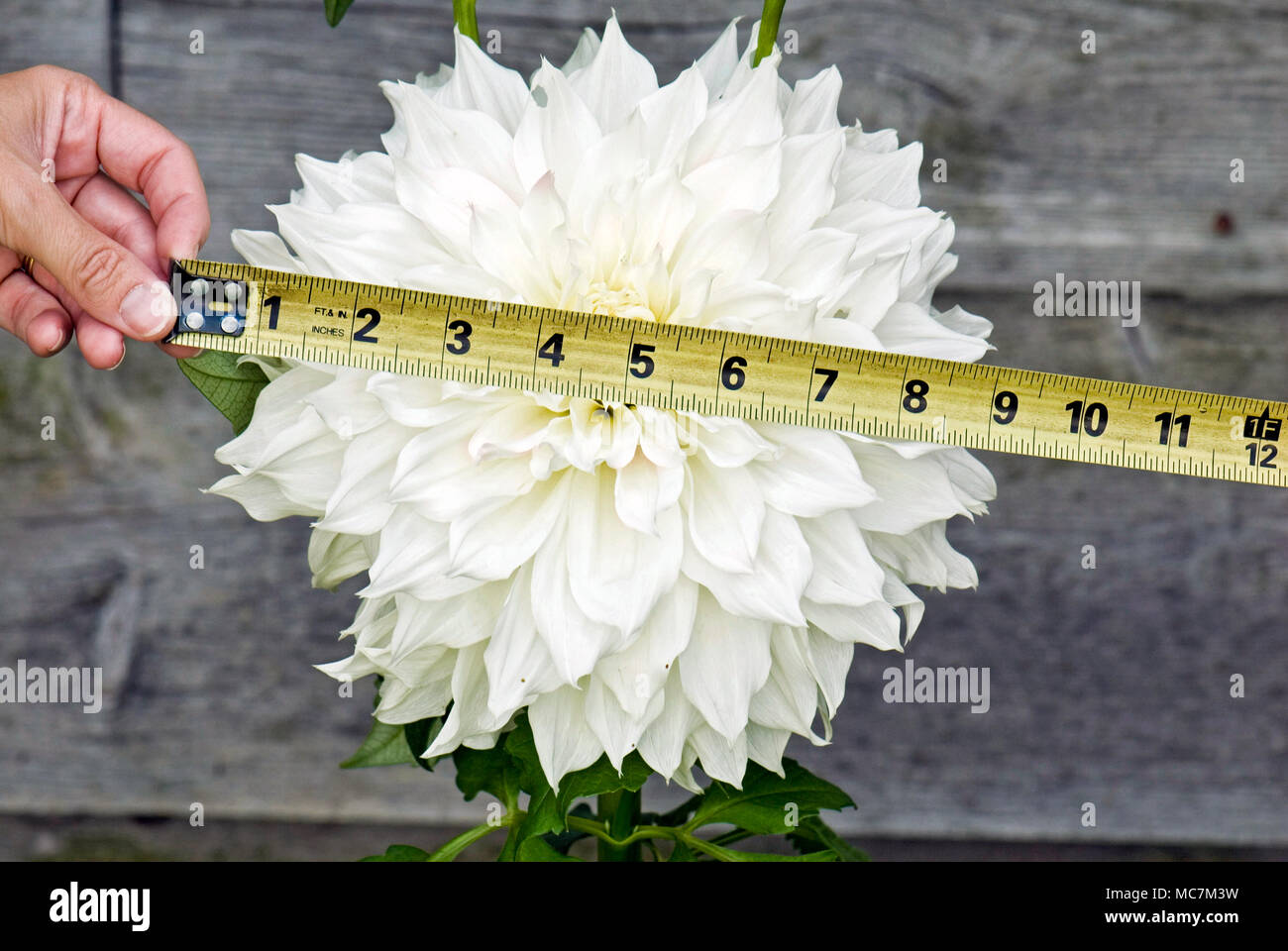 tape measure stretched over large white dahlia flower Stock Photo