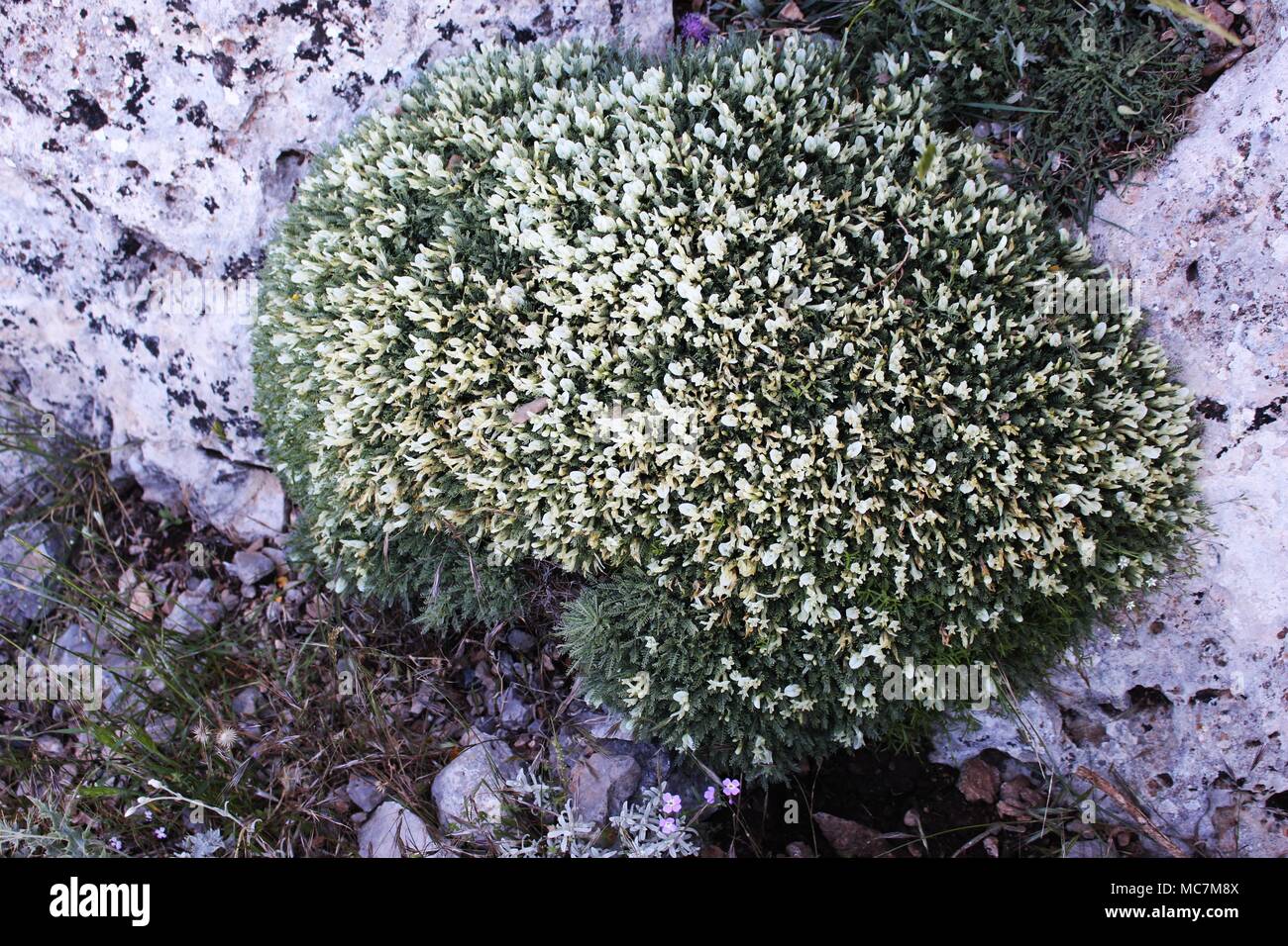 Turfs of Astragalus angustifolius Stock Photo