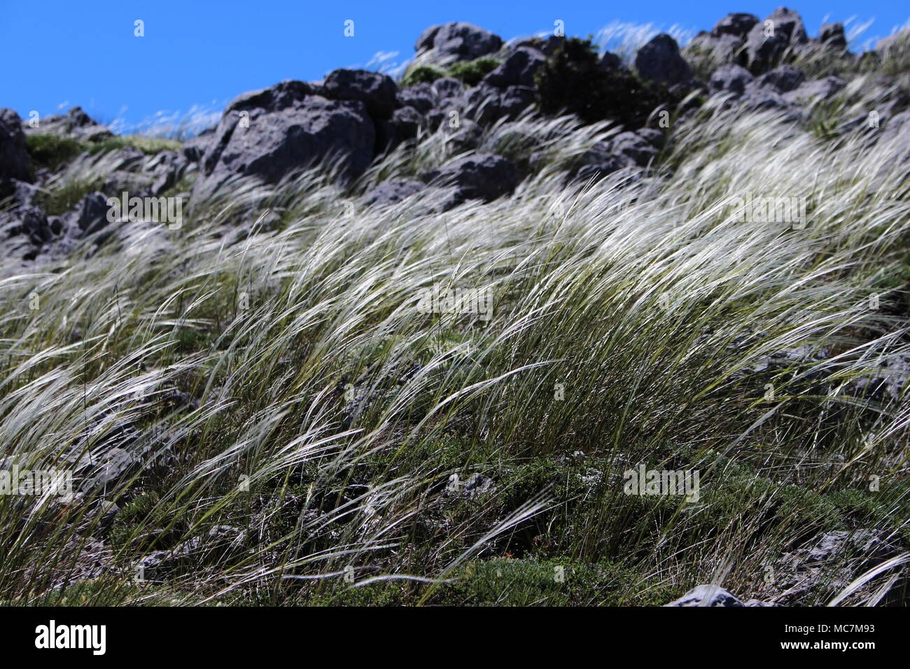 Rocky ground with flowers of Stipa (feather grass, needle grass, spear grass) on the mountain Paronon in Greece Stock Photo