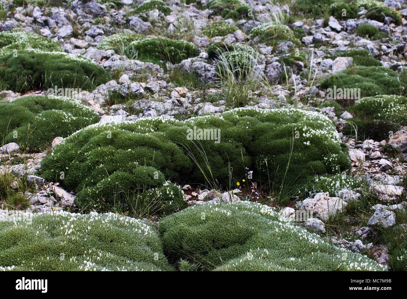 Turfs of Astragalus angustifolius Stock Photo