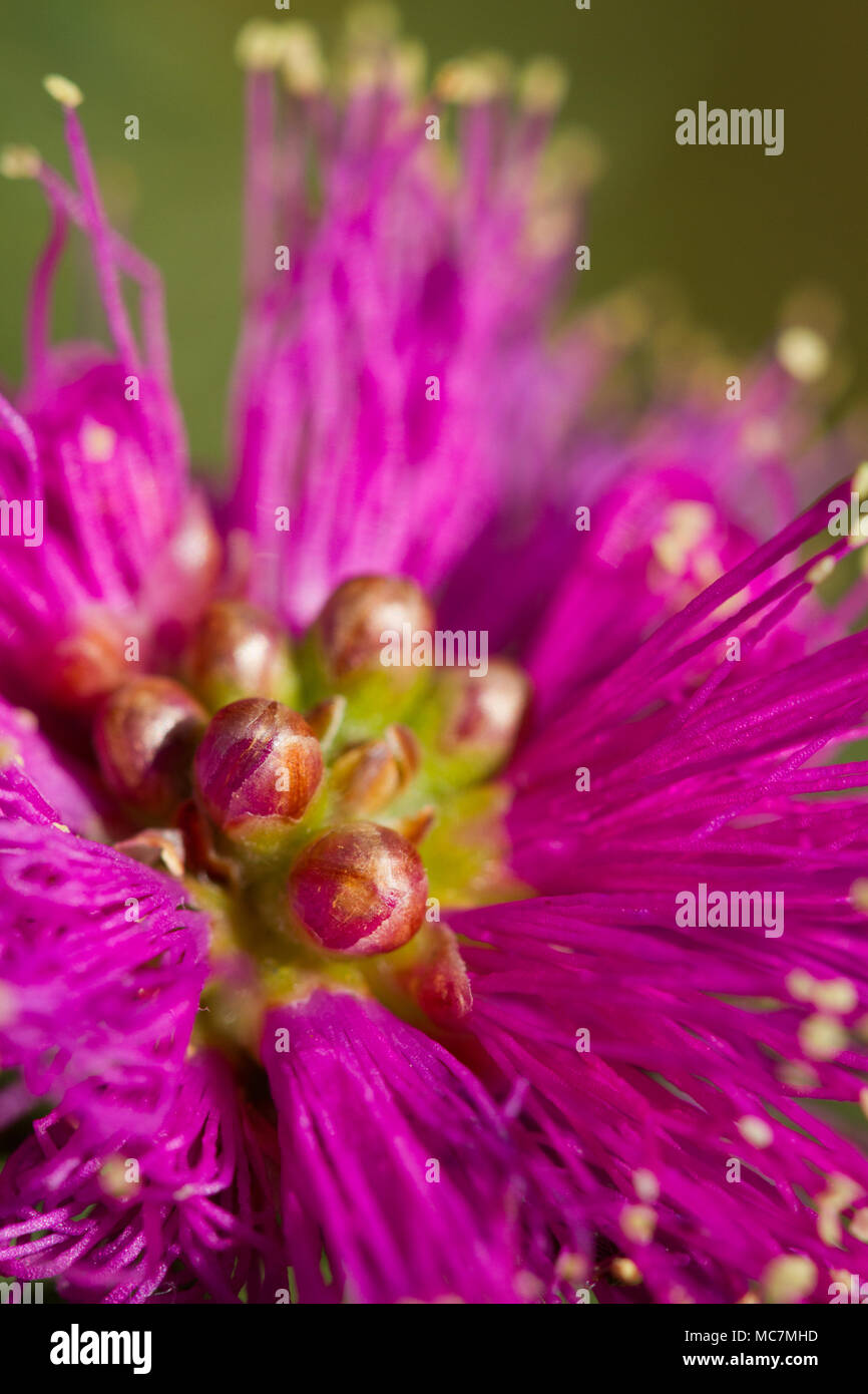 Melaleuca Fulgens Stock Photo