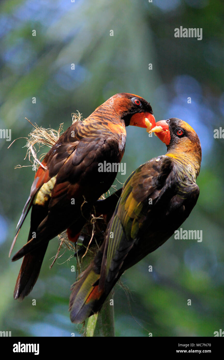 Two birds Dusky Lory (Pseudeos Fuscata) share food. Stock Photo