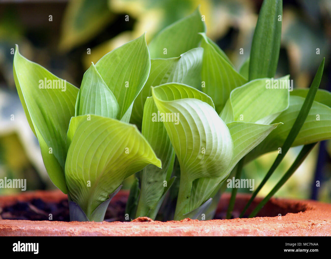 hostas in clay pot Stock Photo