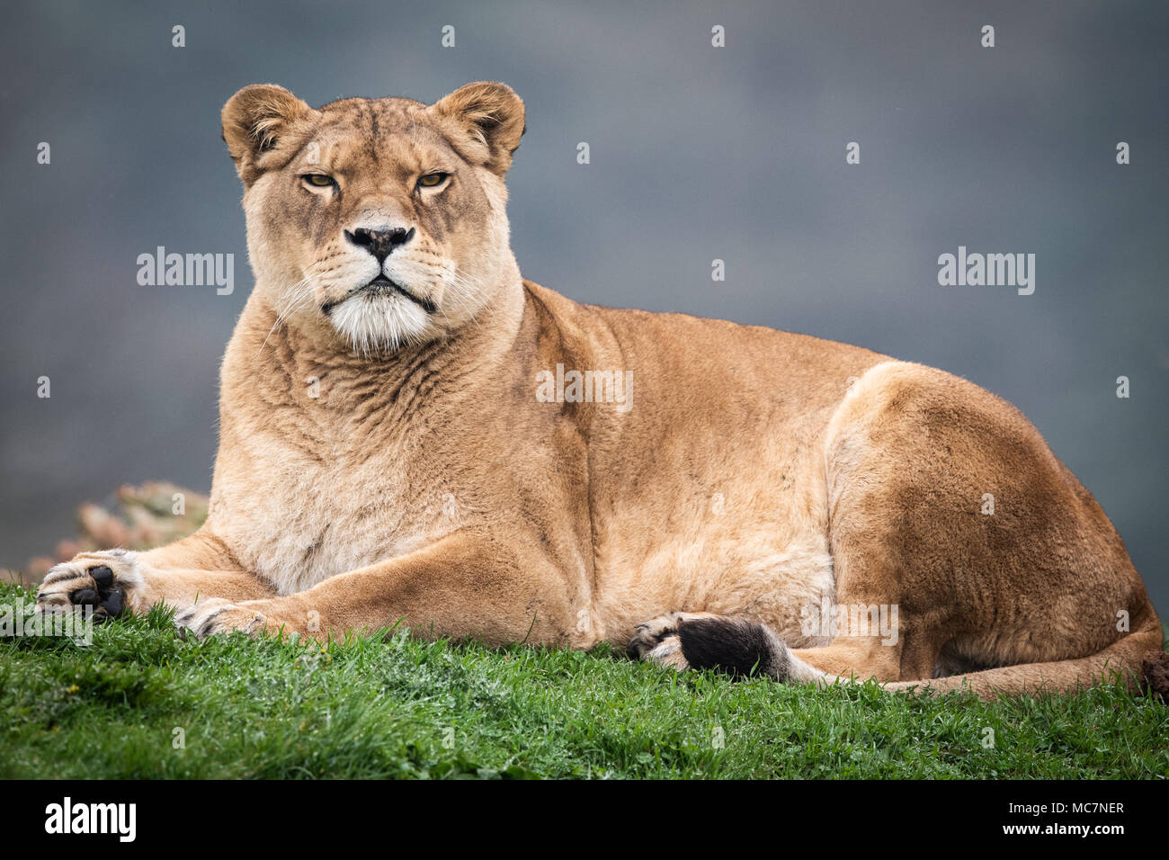 Lioness full body observing the viewer Stock Photo