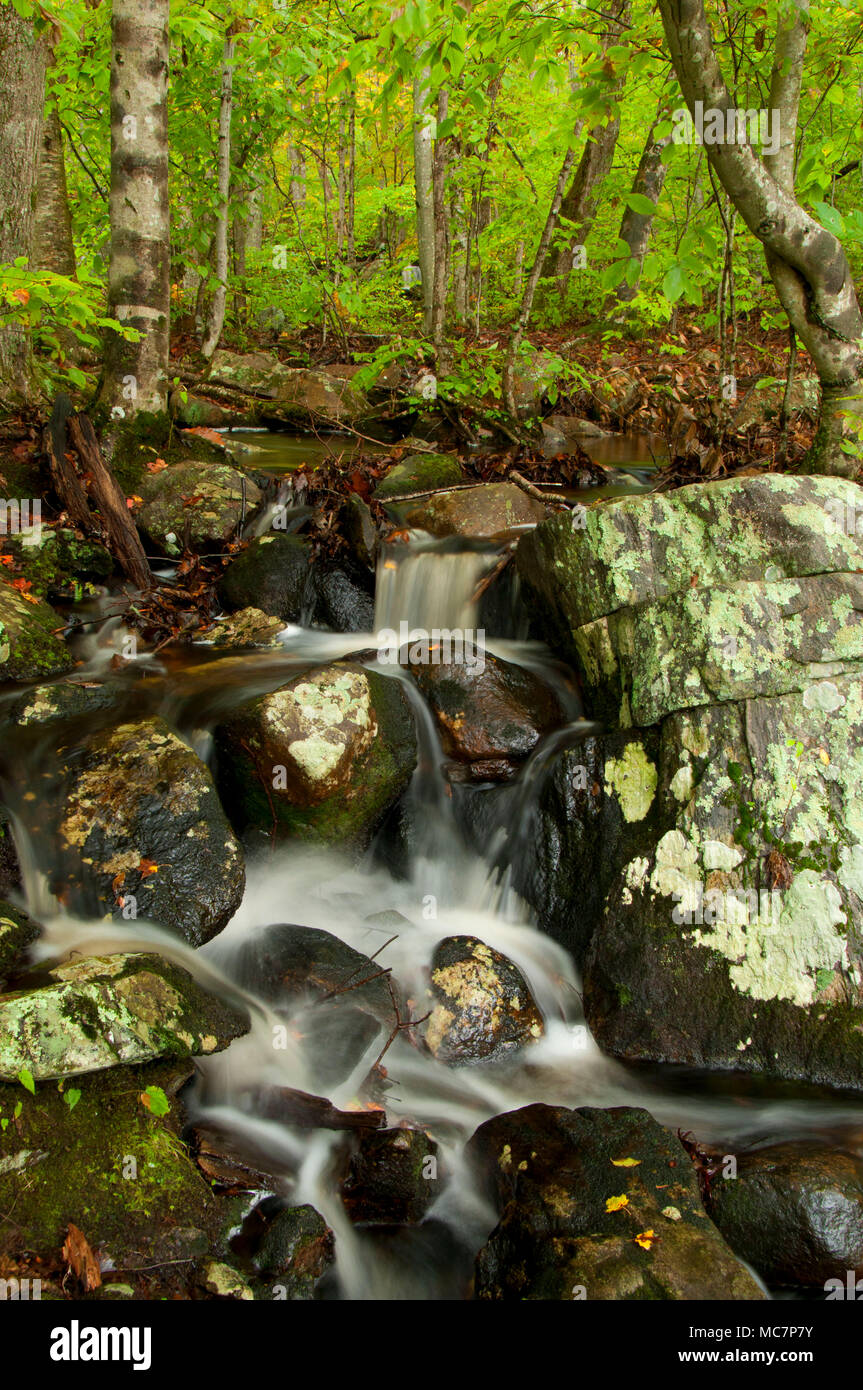 Inflow creek along Green Fall Pond Loop, Pachaug State Forest