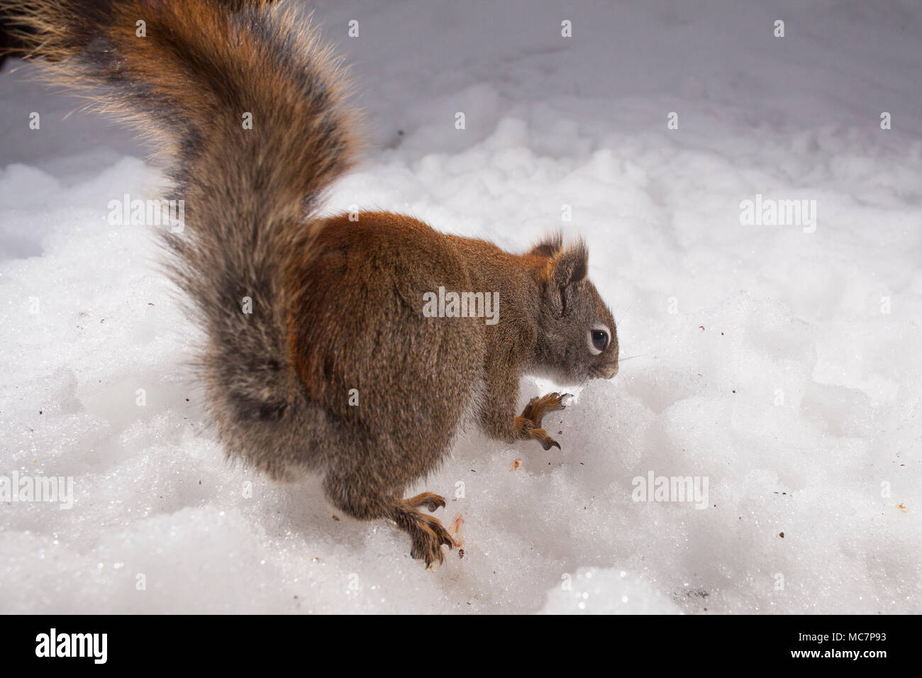 MAYNOOTH, ONTARIO, CANADA - April 13, 2018: A red squirrel (Tamiasciurus hudsonicus), part of the Sciuridae family forages for food.  ( Ryan Carter ) Stock Photo