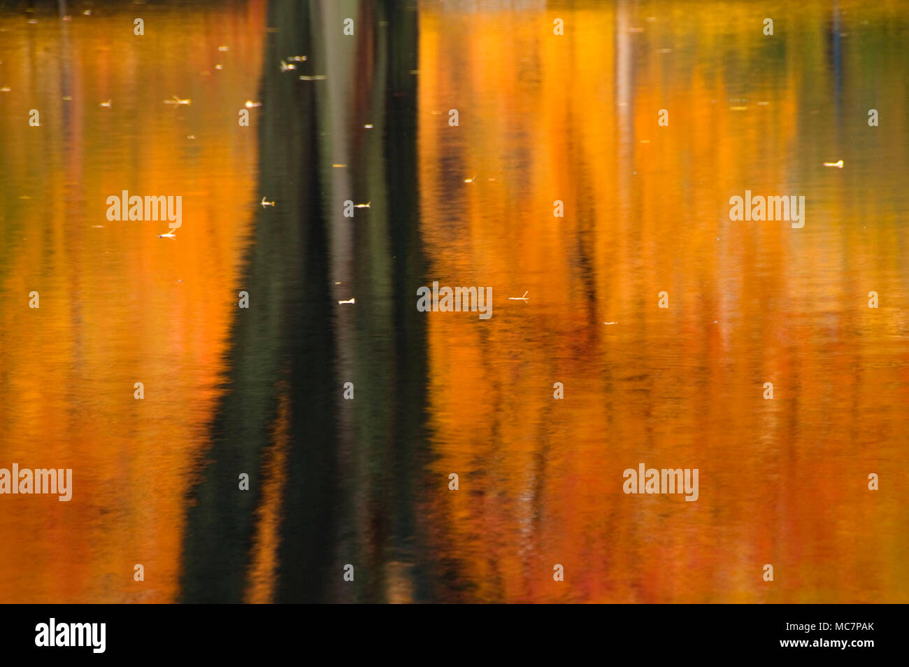 Autumn forest reflection by pond, Wolcott Park, West Hartford, Connecticut Stock Photo