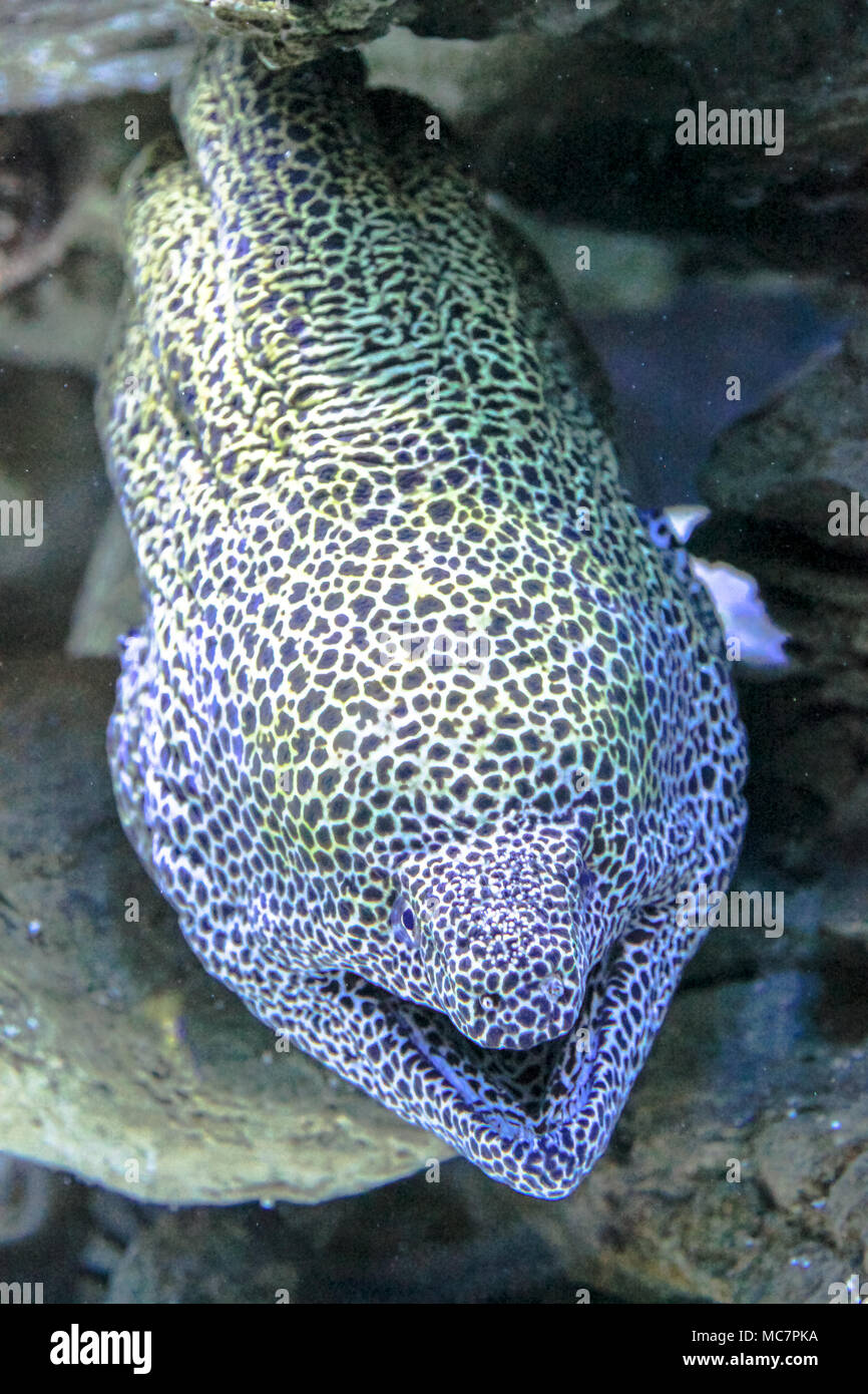 Close-up of Leopard Moray eel or Dragon Moray with open mouth in the coral reef. Enchelycore Pardalis species living in Indo-Pacific oceans. Stock Photo