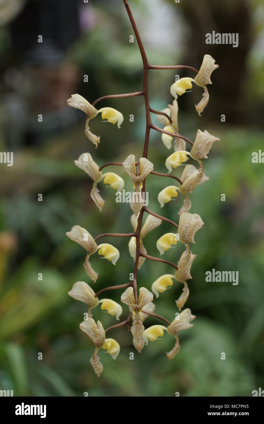 The fragrant flowers of Gongora truncata Stock Photo