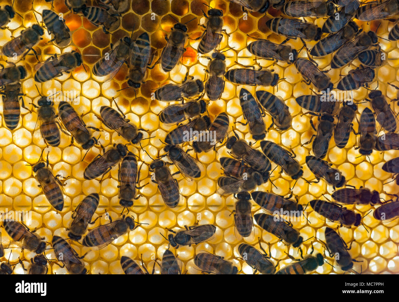 Honey bees, Apis mellifera, on a honeycomb with sunlight shining through the honeycomb. Stock Photo
