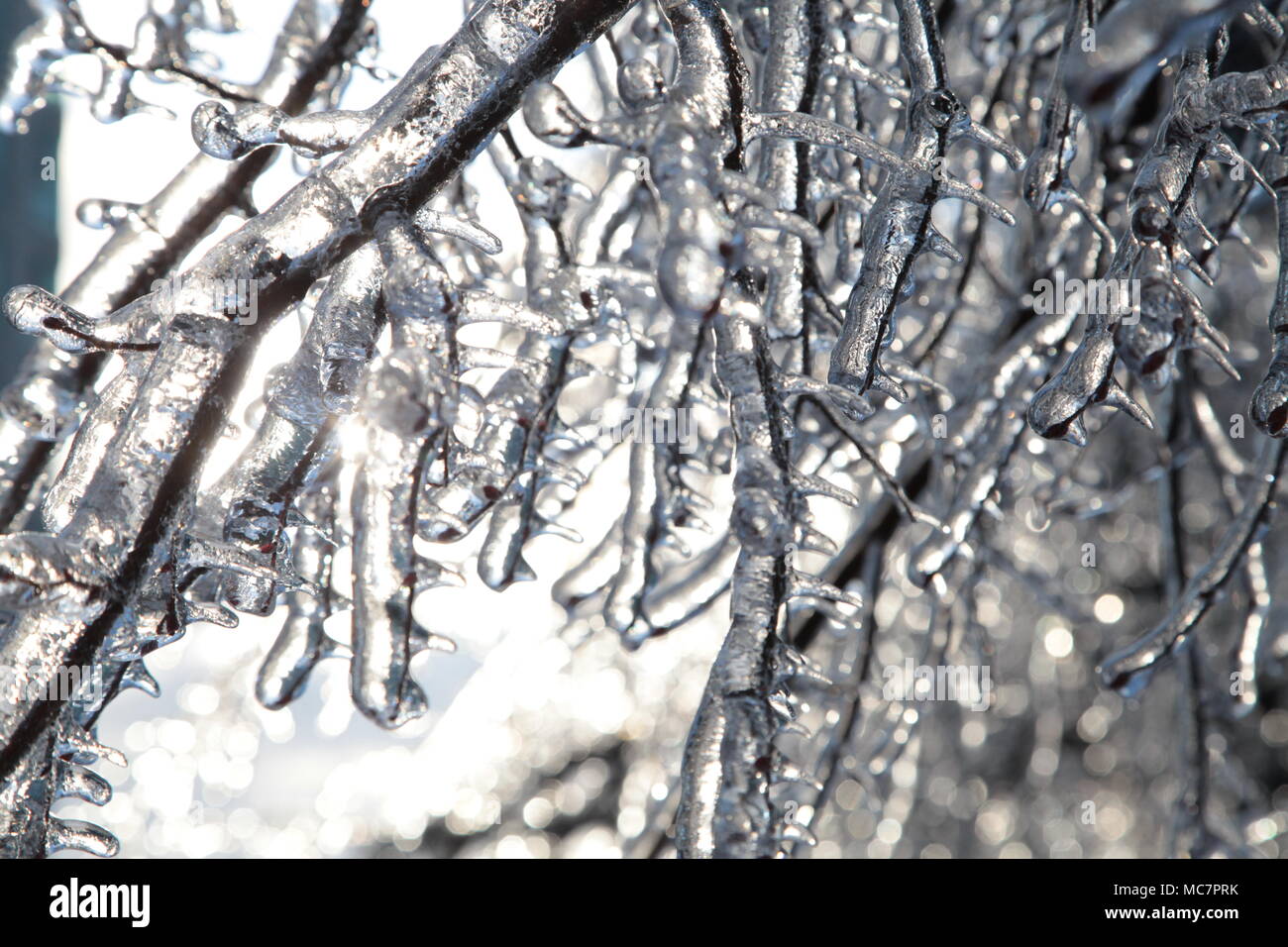 Freezing rain, ice storm in Toronto, 2013 Stock Photo