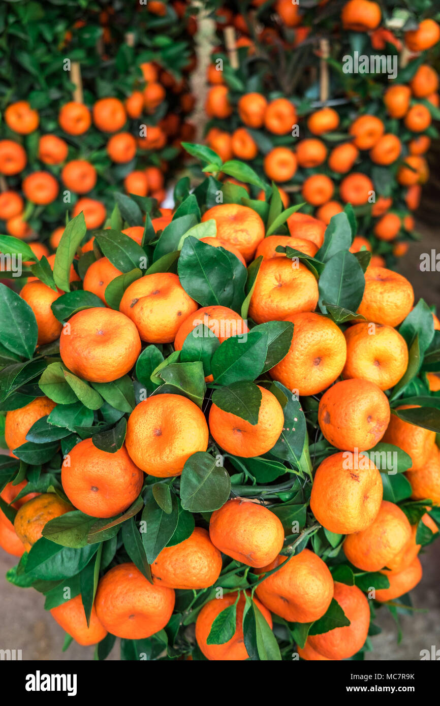 Decorative mandarin trees. Symbol of gold, money, wealth in Chinese culture. Chinese New Year concept. Stock Photo