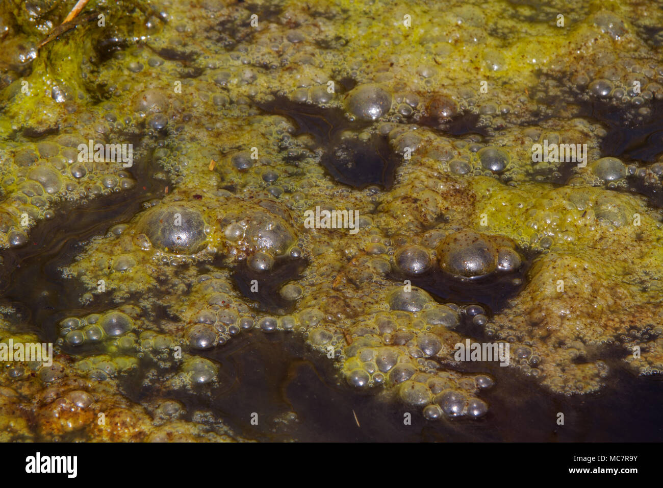 Dense covering of bright green algae with trapped gas bubbles floating on dark water Stock Photo