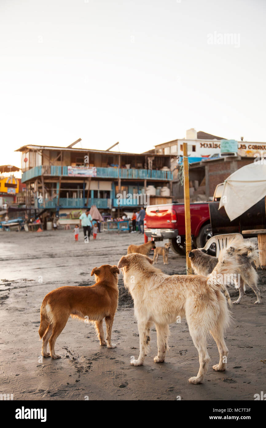 can i take my dog to baja mexico