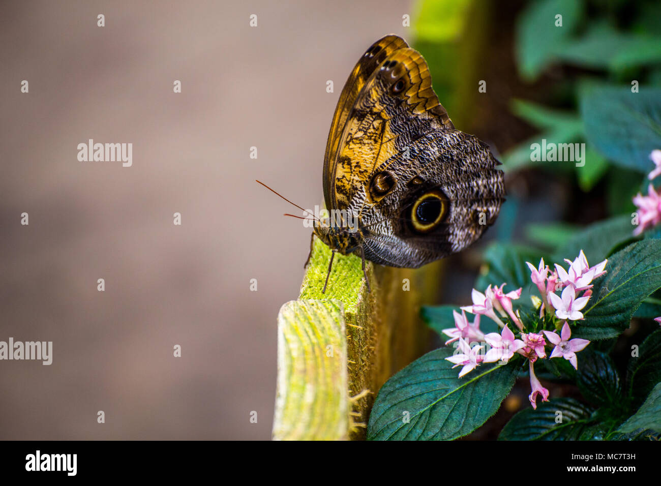 Giant Owl (Caligo memnon) butterfly  perched on the edge of a flower border with pink tropical flowers underneath and copy space to the Stock Photo
