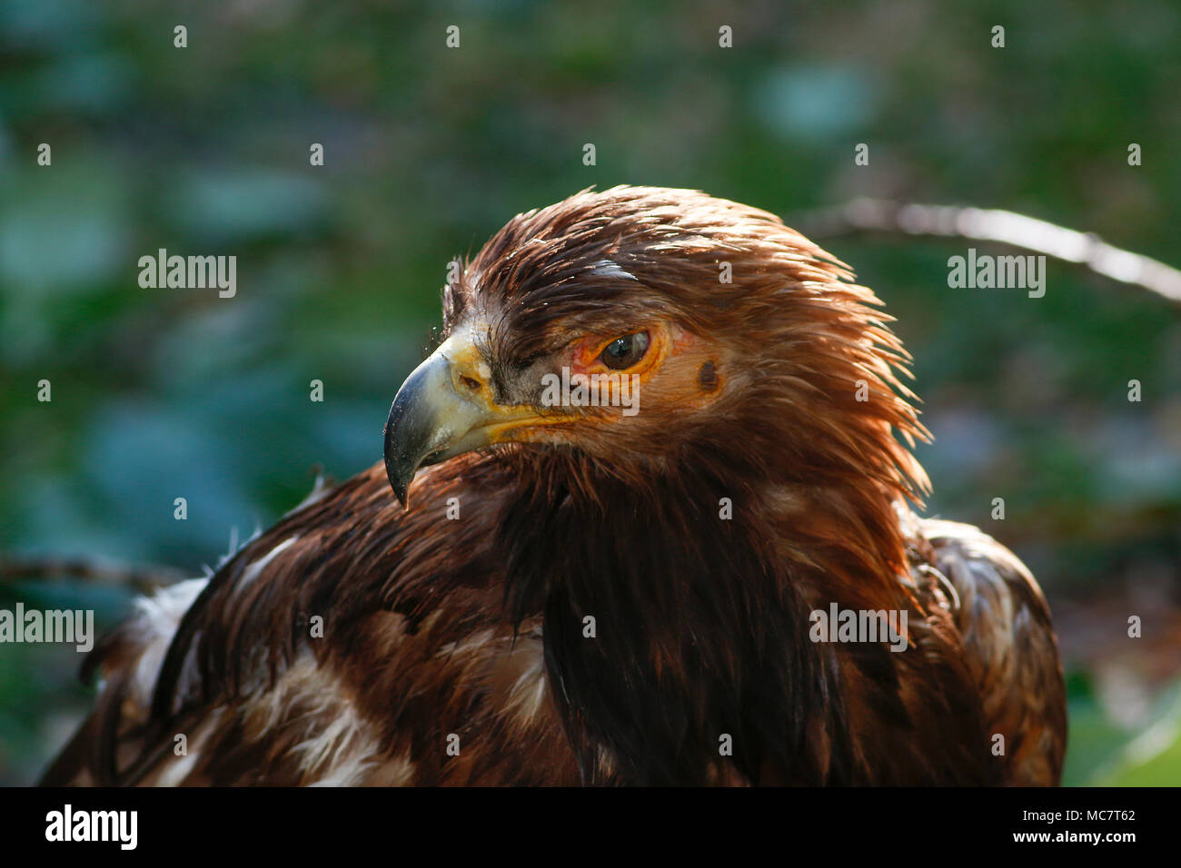Young golden eagle hi-res stock photography and images - Alamy