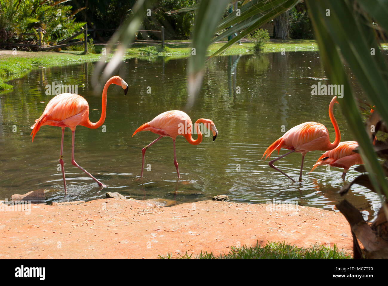 pink flamingos stream deutsch pink flamingos stream deutsch