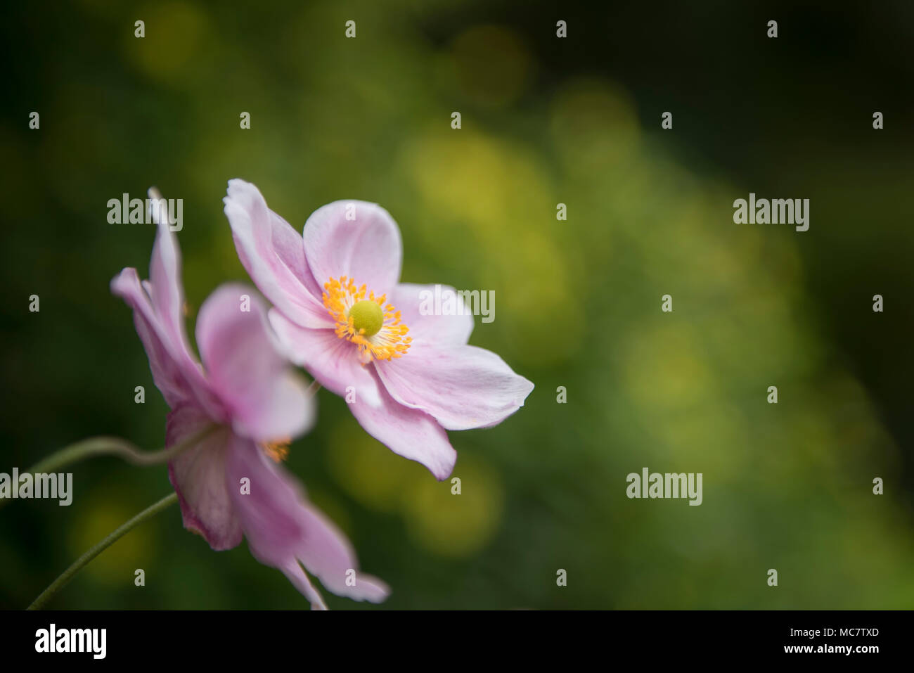 Cosmos white sensation hi-res stock photography and images - Alamy Cosmos white sensation hi-res stock photography and images - Alamy