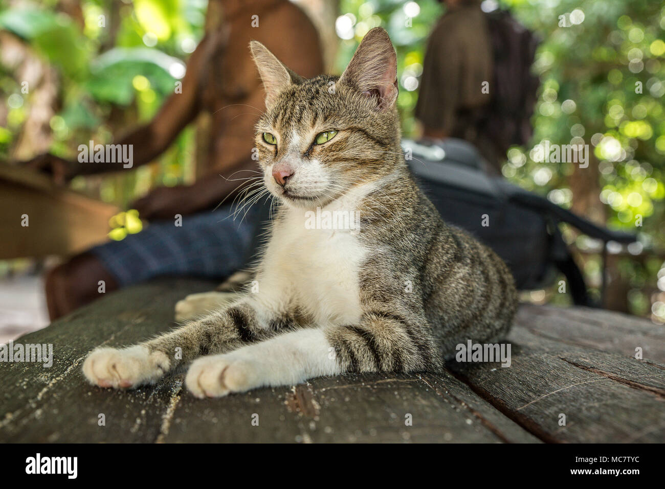 A relaxed cat on a bamboo bench, Mushu Island, papua New Guinea Stock