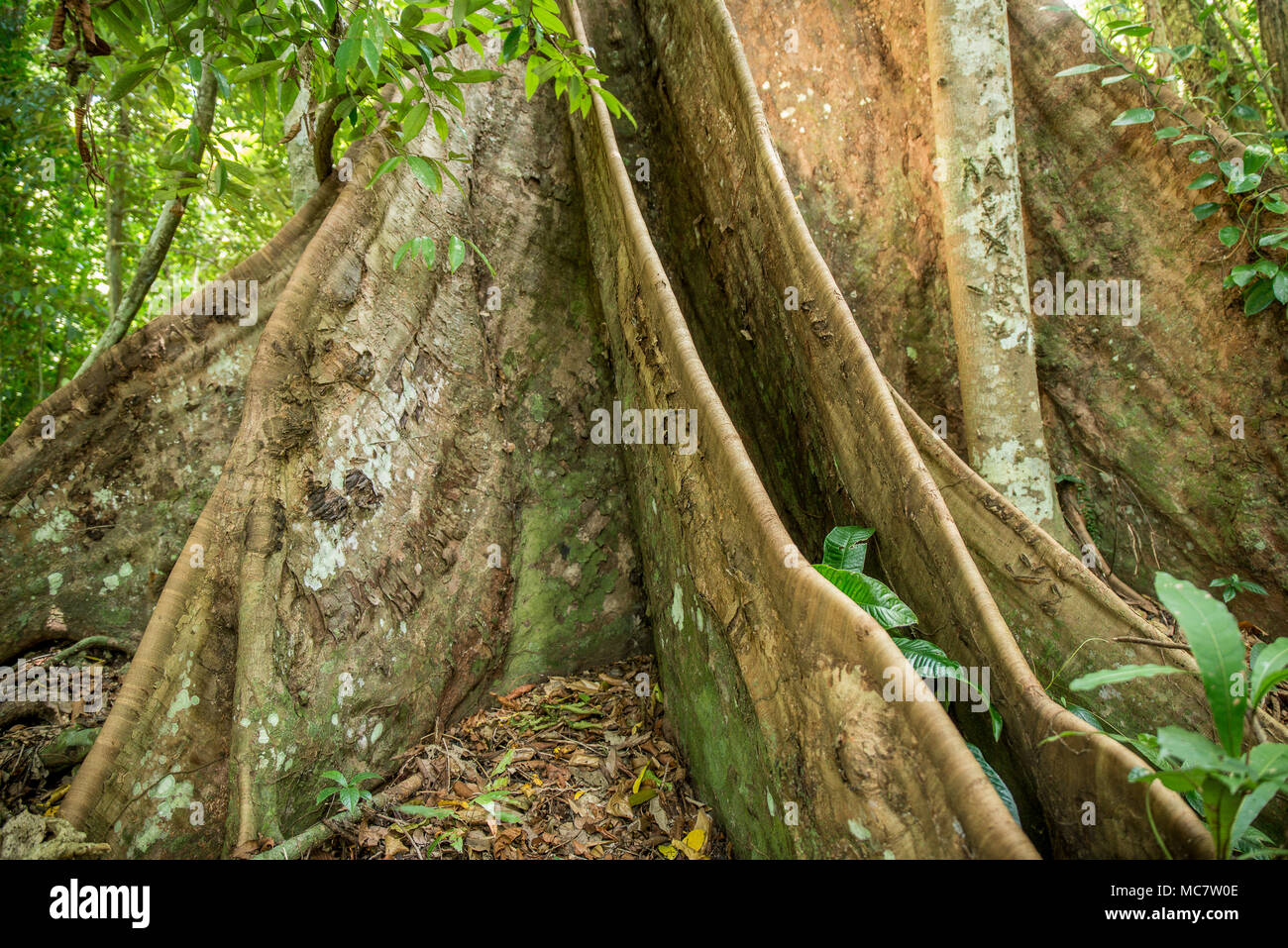 Buttress roots of a rainforest tree, Mushu Island, Papua New Guinea Stock Photo