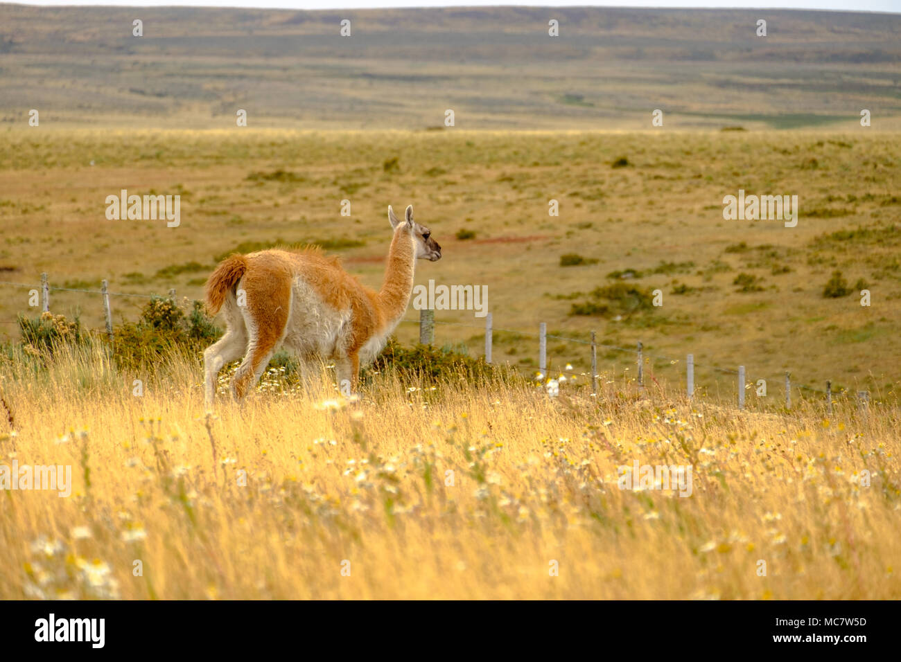 Patagonia Fauna High Resolution Stock Photography and Images - Alamy