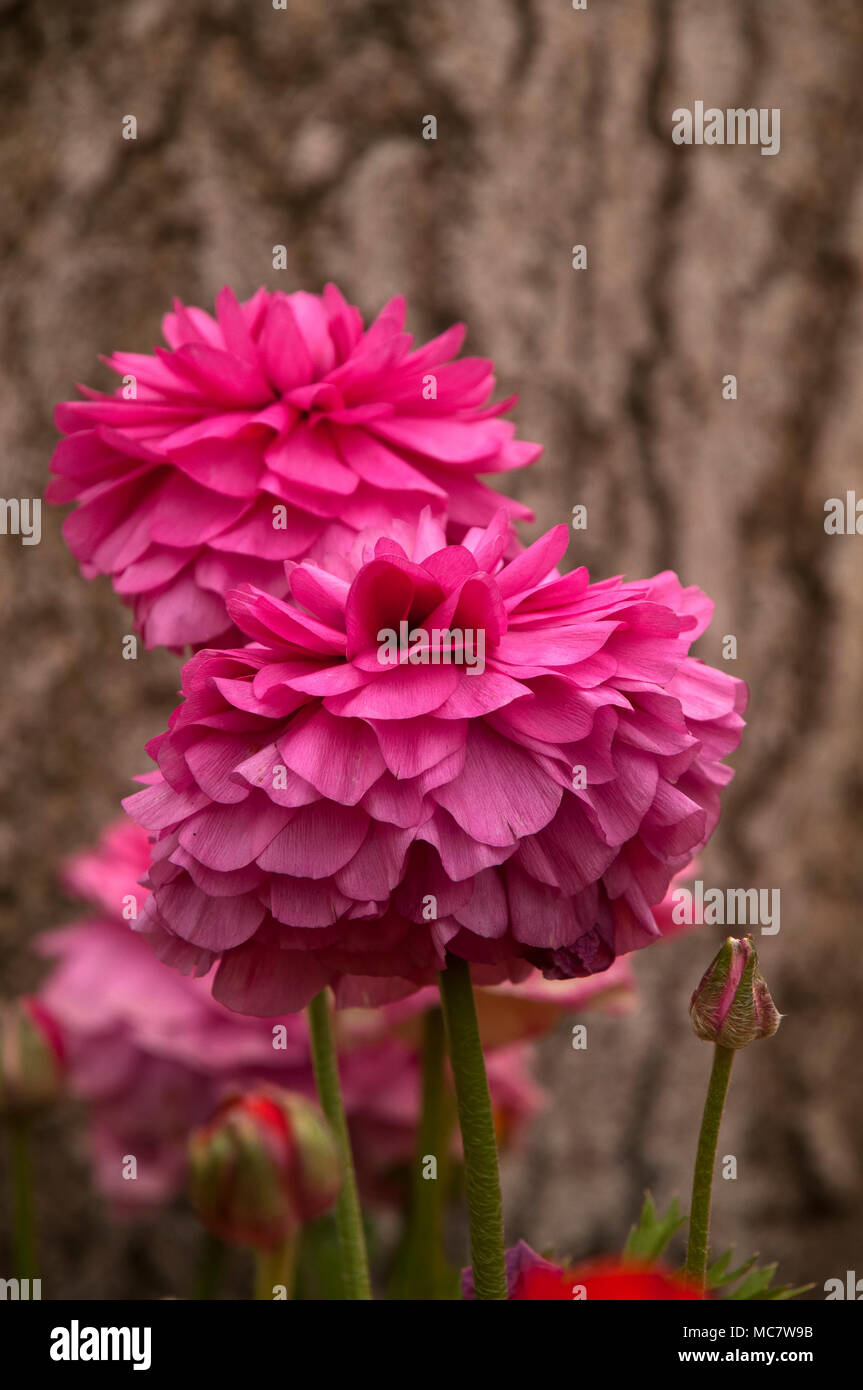 Sydney Australia, pink ranunculus flowers against background of tree ...