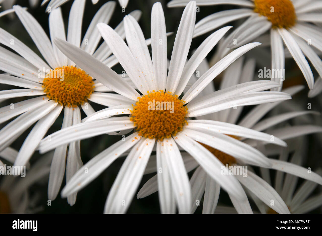 Sydney Australia, close up of marguerite daisy flower Stock Photo