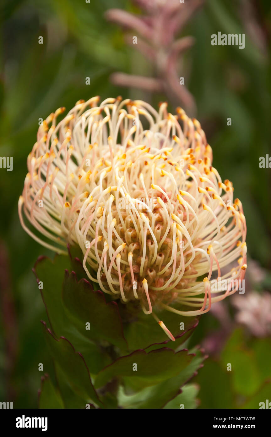 Sydney Australia, Spider plant flowers Stock Photo Alamy
