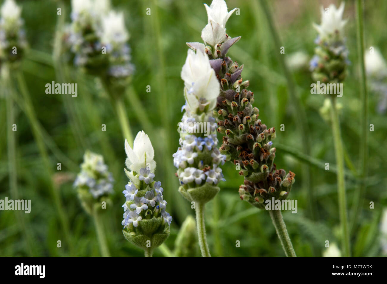 Sydney Australia, French Lavender flowers Stock Photo Alamy
