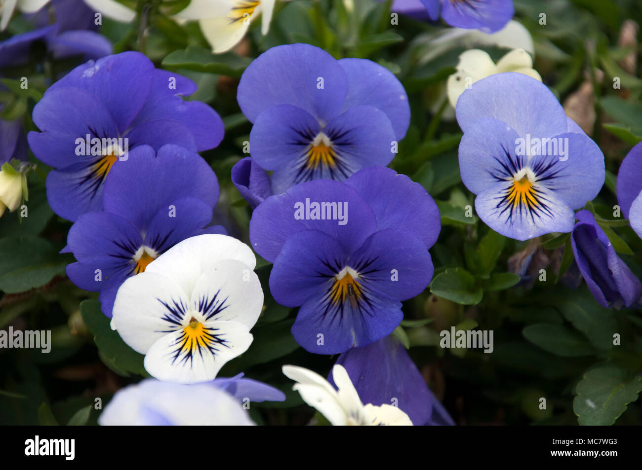Sydney Australia, purple and white pansies Stock Photo