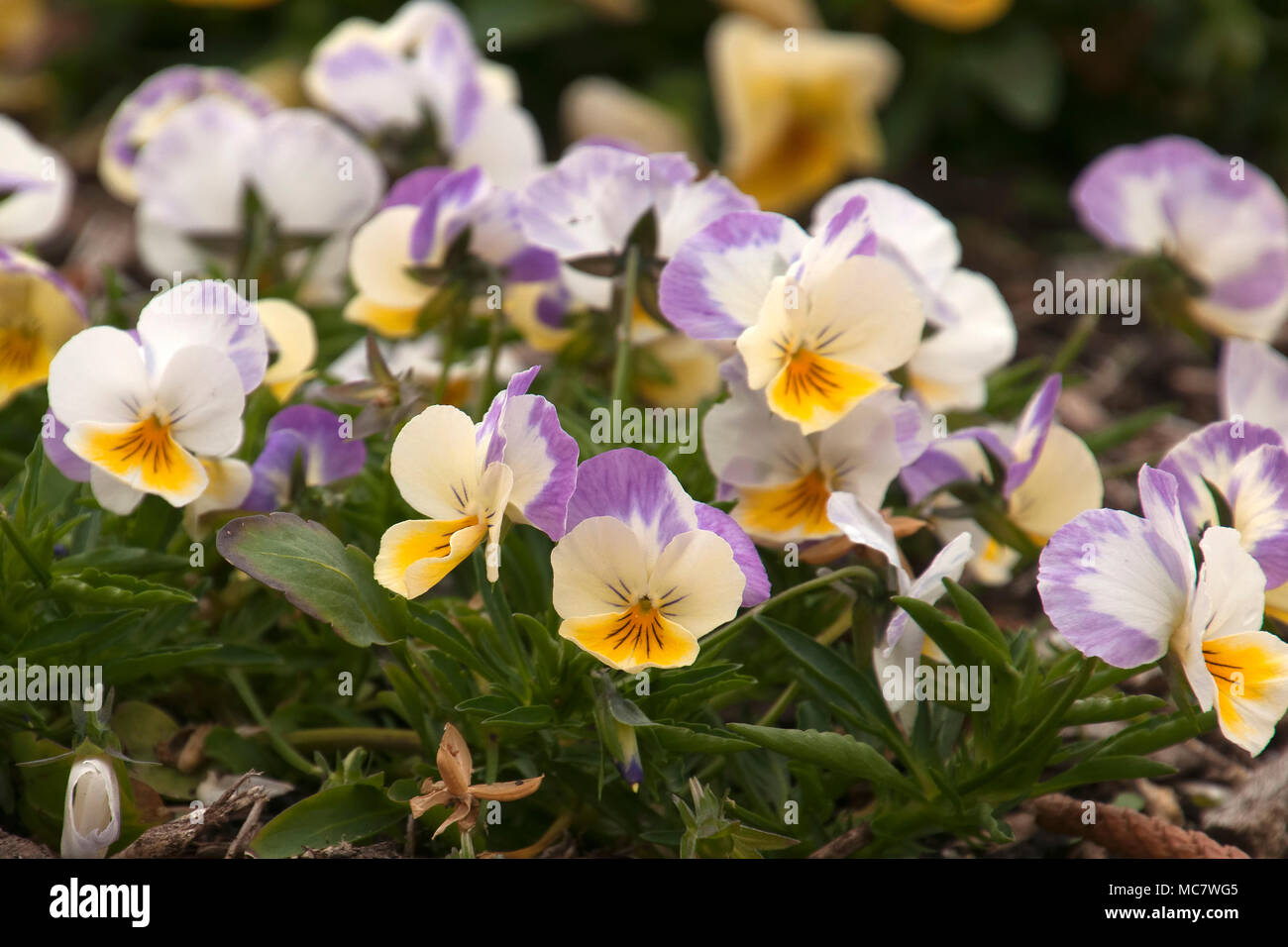 Sydney Australia, flowerbed of cream, mauve and yellow pansies Stock Photo