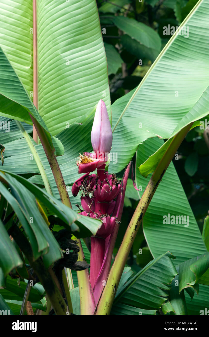 Sydney Australia, Banana tree with flower bud Stock Photo Alamy