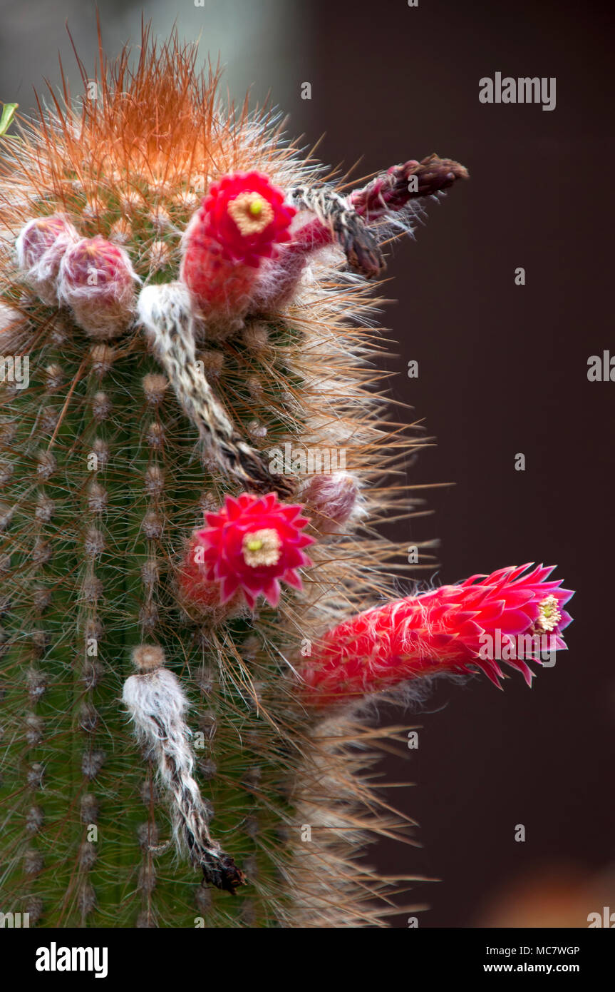 Long Spikes Cactus High Resolution Stock Photography and Images Alamy