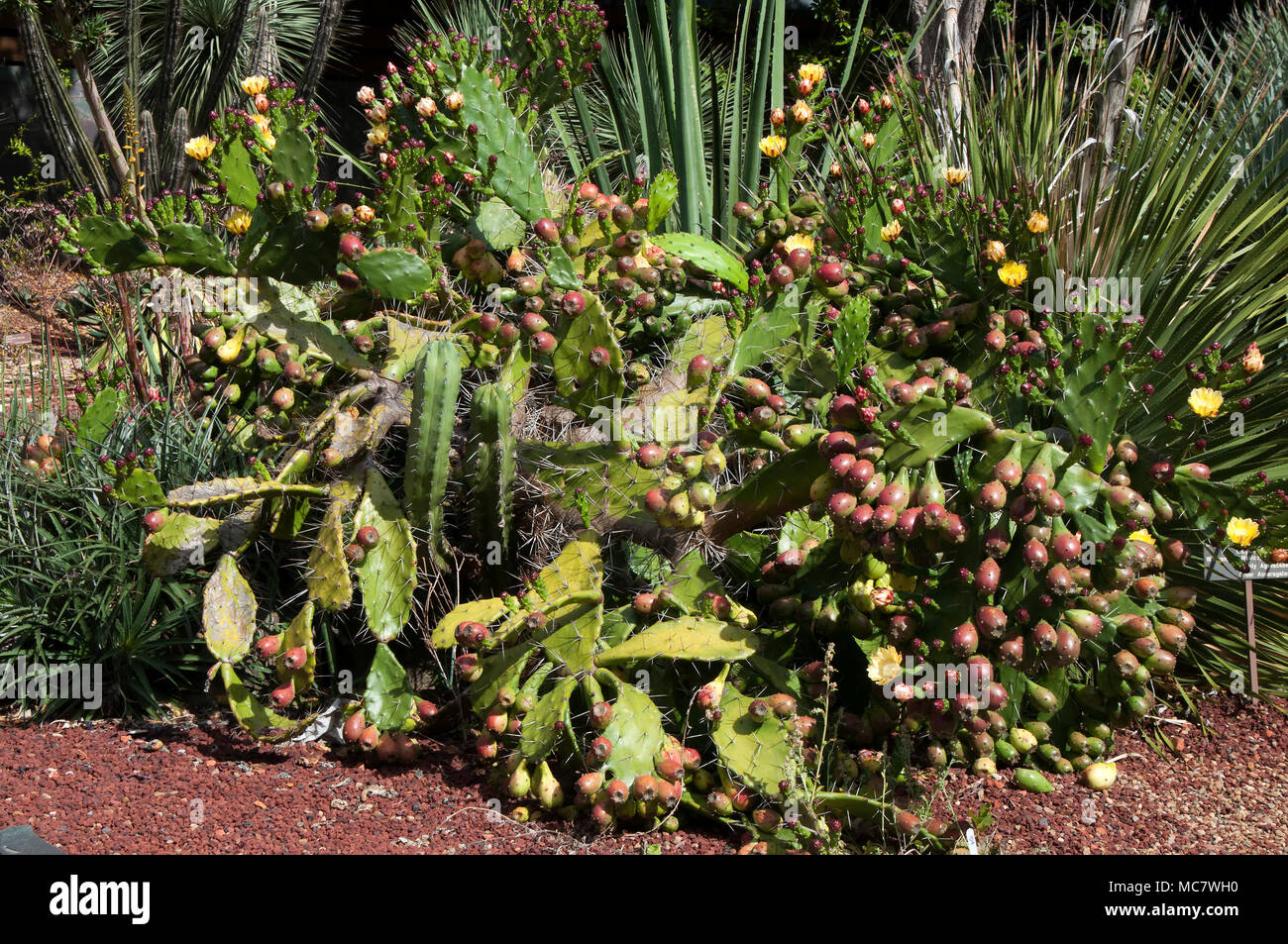Sydney Australia, Prickly pear bush with fruit and flowers Stock Photo