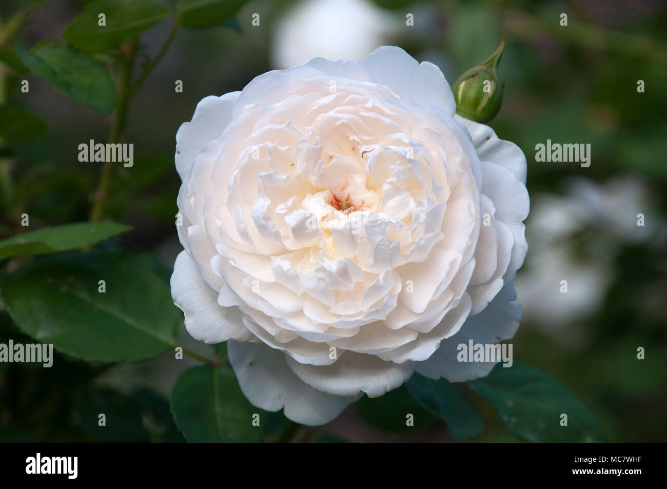 White Roses Australia ydney Australia, open glamis castle white rose flower Stock Photo - Alamy