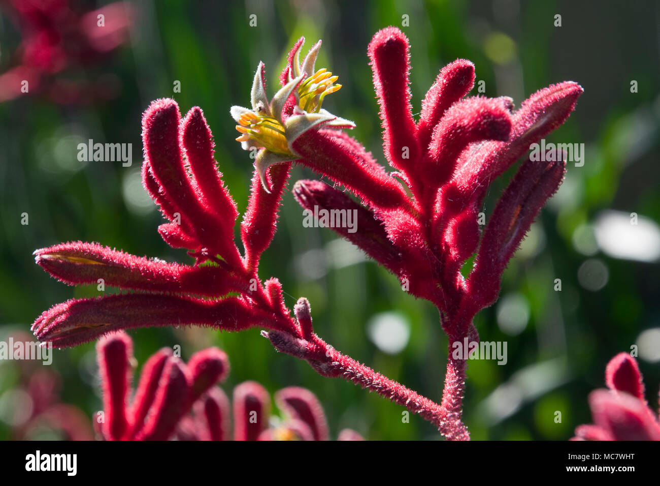 Kangaroo paw flowers hires stock photography and images Alamy