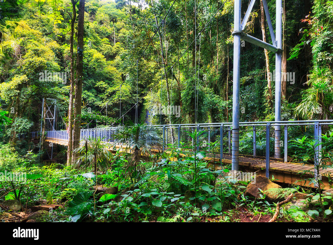Footbridge over Crystal shower falls creek in Dorrigo national park. Remote wet temperate rainforest with lush evergreen canopy on a rainy day. Stock Photo